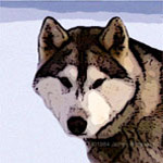 Sled Dog