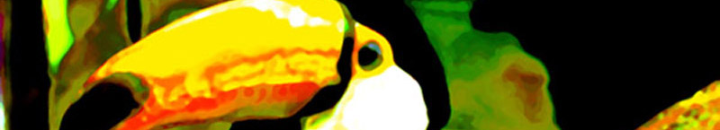 Toucan