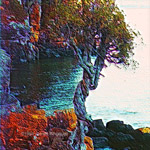 Witch Tree