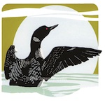 Loon Taking Flight