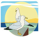 Sawtooth Gulls
