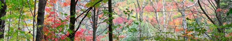 Distant Leaves